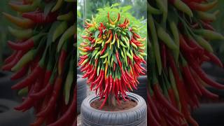 New Planting Methods BOOST Your Chili Pepper Harvest satisfying farming shorts [upl. by Plank]