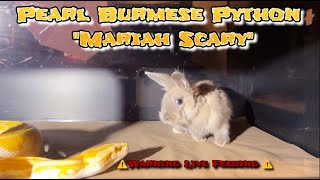 Pearl Burmese Python “Mariah Scary” Devours 🐇 🐍⚠️Warning Live Feeding⚠️ [upl. by Siurtemed]