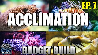 ACCLIMATING Your New Fish  Float vs Drip Acclimation Beginner Saltwater Budget Aquarium [upl. by Sairacaz]