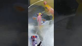 ✨可愛い金魚のご紹介🎶金魚 goldfish 蝶尾 だるま琉金 ◎いつもご視聴、高評価、有り難うございます🙏 ‎ [upl. by Aytak415]