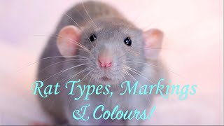 Rat Types Markings amp Colours [upl. by Anaicilef]