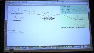 35 Biochemistry Phosphoglycerides Cholesterol Steroids Lecture for Kevin Aherns BB 451551 [upl. by Levinson577]