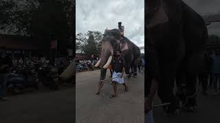 🥰Panayannarkavu Kalidasan elephant elephantvideo [upl. by Warfourd894]