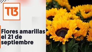 Explicación ¿Por qué se regalan flores amarillas el 21 de septiembre [upl. by Jaco]