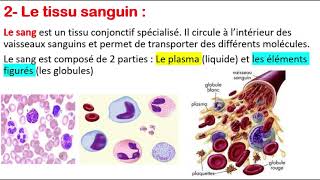 Histologie  Le tissu osseux  Globules rouges  Globules blancs  Plaquettes [upl. by Meeker]