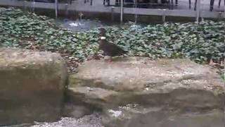 Ducks  Zoo Antwerp [upl. by Ashjian130]