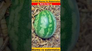 10 000 MEALWORMS 🐛 VS WHOLE Watermelon 🍉 shortsfeed shorts [upl. by Juakn]