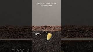 Growing Orange Tree from seed timelapse plants [upl. by Goltz]