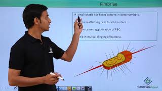 Class 11th – Kingdom Monera  Pili amp Fimbriae  Biological Classification  Tutorials Point [upl. by Assin204]