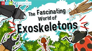 The Fascinating World of Exoskeletons [upl. by Alekram]