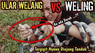 TERGIGIT WELING KO ADA DARAHNYA PERBEDAAN ULAR WELANG DAN ULAR WELING MALAYAN KRAIT [upl. by Yenot]