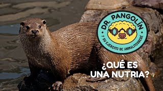 ¿Qué es una nutria Dr Pangolín y su Ejército de Animalitosbebé [upl. by Oelc555]