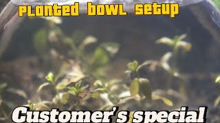 Planted bowl setup  beginners guide  hobbyists journey [upl. by Nosreffej]