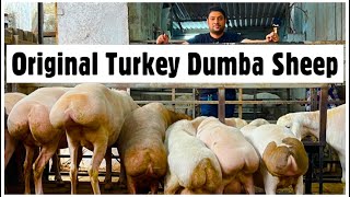 Jalal Dumba Farm  Pure Turkey Dumbi Female Sheep amp Kids [upl. by Bernstein]