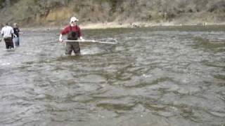 Idaho Fishing for Steelhead [upl. by Madda]