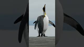 King Penguin Vocalizations 🐧 Penguin Calls Sounds amp Symbolism🐧 [upl. by Penelopa]