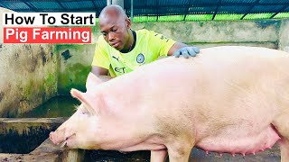 How To Start Pig Farming In Nigeria For Beginners [upl. by Raquel942]