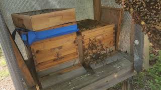 carniola honeybee hive inspection and adding more room with extra box [upl. by Kohl]