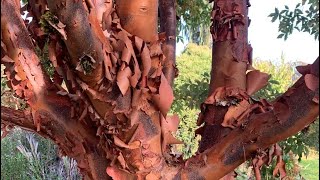 ACER GRISEUM PAPER BARK MAPLE [upl. by Eelirak814]