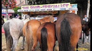 Elst Gld  759e editie van de Paardenmarkt  2019 [upl. by Ralfston507]