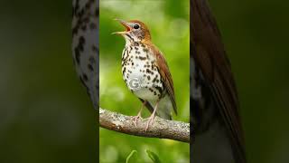 Wood Thrush Singing and Call [upl. by Bowen]