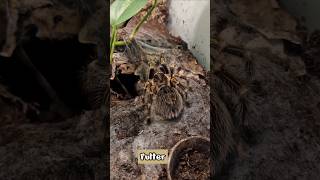 Grammostola pulchripes Futter bis zur Häutung einstellen oder Intervall erhöhen shorts [upl. by Suhail]