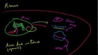 Biology Lecture  21  Ribosomes [upl. by Antonella]