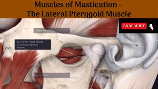 Lateral Pterygoid muscle  Origin  Insertion  Nerve Supply  Actions  Relations [upl. by Aspa]