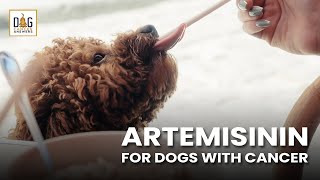 Artemisinin for Dogs with Cancer  Dr Nancy Reese Deep Dive [upl. by Zumwalt]