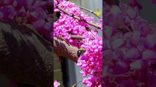 Birds Bees and Green Anoles in a Weeping Redbud [upl. by Gorlin]