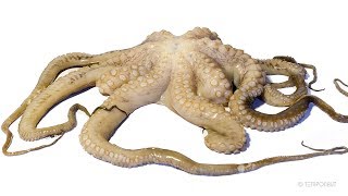 Octopus Decomposition Timelapse [upl. by Fairfax]