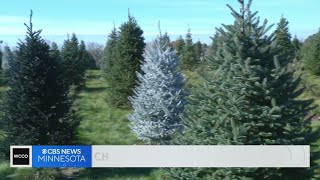 Minnesota Christmas tree farms prep for big weekend opening [upl. by Iznil130]