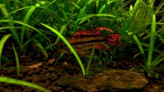 Planted aquarium  Apistogramma cacatuoides  Fry [upl. by Etterb]