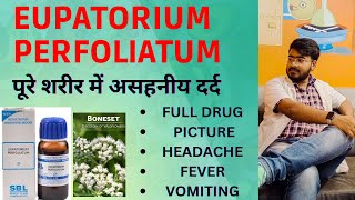 Eupatorium perfoliatum  Homeopathic Medicine for Fever sign ampSymptoms  how to use  uses in Hindi [upl. by Carmena]