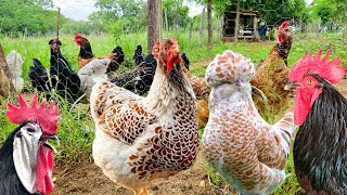 A diversidade de raças  O mundo das galinhas é incrível 🐓🐔🐥🥚 [upl. by Inanak]