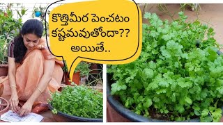 How to grow coriander at home successfullyకొత్తిమీరను సులువుగా పెంచడం ఎలాcorriander tips [upl. by Arytas900]