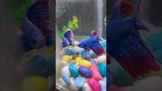 Fish tank 🐬aquarium 🐟fishtank fish guppy betafish fishaquarium beta [upl. by Prady]