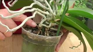 How to Grow Orchids [upl. by Esaertal]