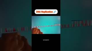 DNA Replication 🧬 four major stagesinitiationunwindingprimersynthesiselongation DNApolymerase [upl. by Tabb]