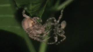 Spiders Mating [upl. by Remo]