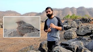 Savanna nightjar Caprimulgus affinis  The master of camouflage  by Shantanu Kuveskar [upl. by Amehsat]