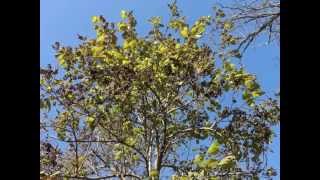 Plant portrait  Princess tree Paulownia tomentosa [upl. by Sinnaoi]