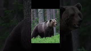 Oso con pelaje 😍 vs oso sin pelaje 😱 shorts shortvideo shortsfeed feedshorts shortsyoutube [upl. by Sullivan770]