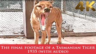 The Final Footage of Extinct Tasmanian Tiger  Thylacine  1935  Colour with Audio tasmaniantiger [upl. by Hoffert958]