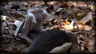 Gaboon Viper attacks Rat 01  Dangerous Animals [upl. by Ettenel]