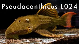 Pseudacanthicus sp L024  Rio Tocantins [upl. by Betthezul823]