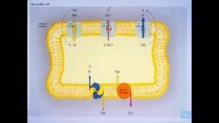 ECG normale er principales anomalies Partie 1 [upl. by Merras]