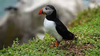 Puffins  Papageitaucher  Saltee Island  Irland [upl. by Namyl34]