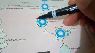 LIPOPROTEINS METABOLISM part 5LDL METABOLISM in easy way [upl. by Suckram]