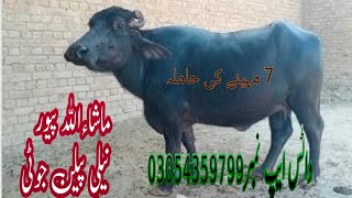 watch pure nili Ravi buffalo for sale in Punjab Pakistan on youTube pakpattan Animal TV [upl. by Lertnom]